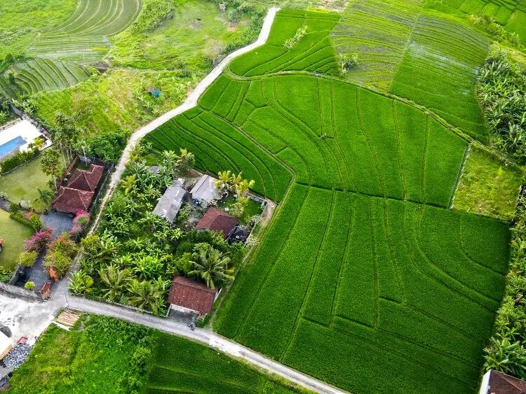 green zone bali