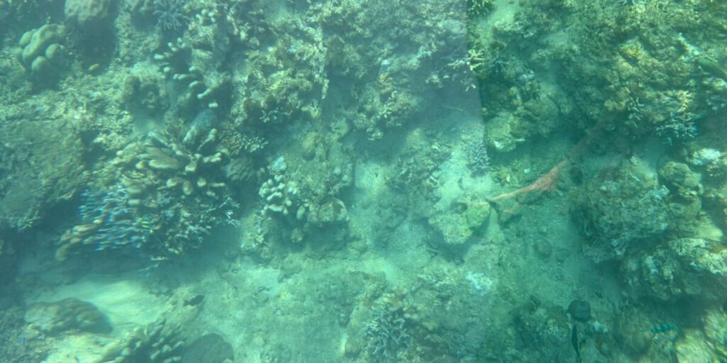 Snorkelling in Lovina